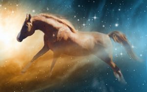 Heir to the Sun (The Sun Idol x Magic Silhoutte) Crabbet Arabian Stallion